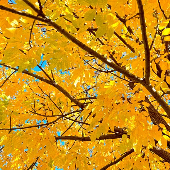 Meet your Posher, EmBee - Picture 1 of 1